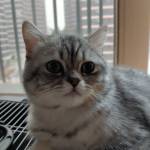 haku_